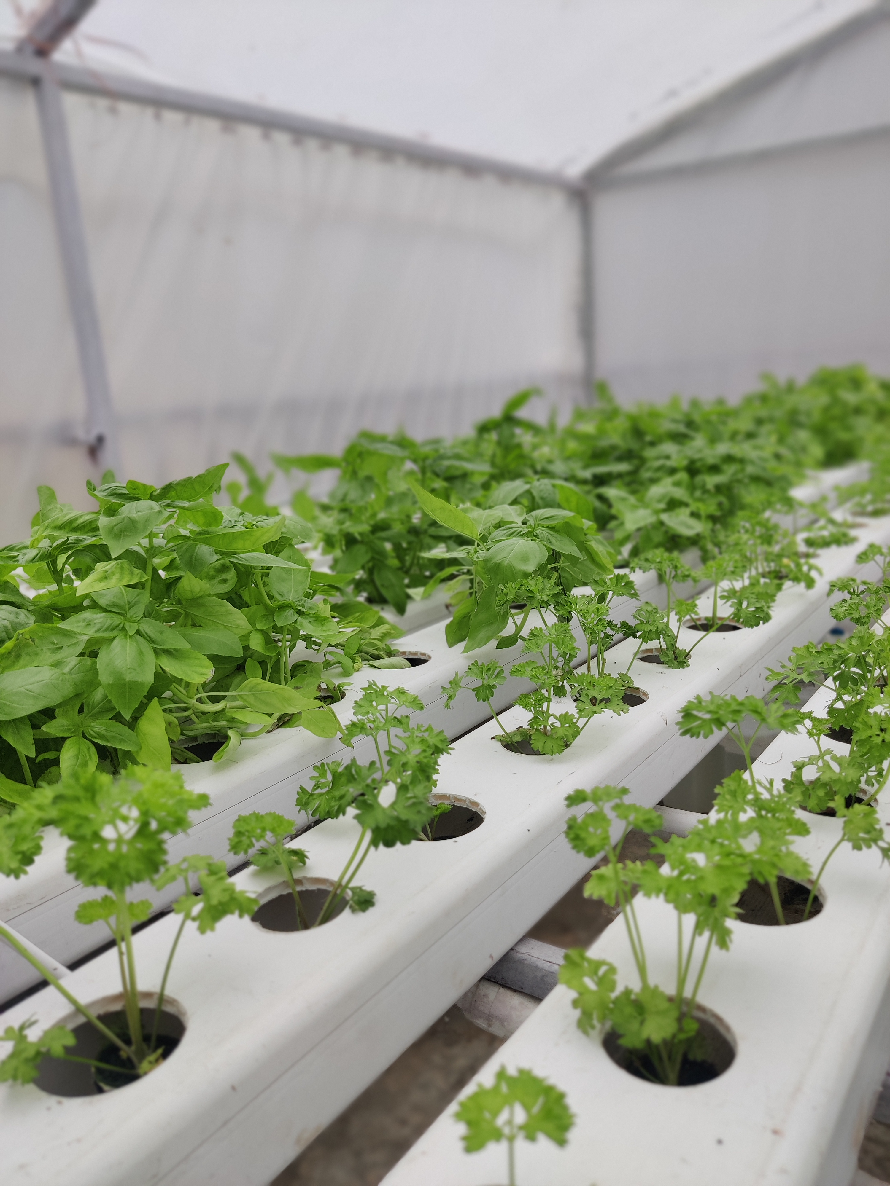 Herbs in NFT Project
